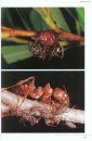 Die Ameisen Mittel- und Nordeuropas [The Ants of Central and Northern Europe]