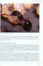 Die Ameisen Mittel- und Nordeuropas [The Ants of Central and Northern Europe]