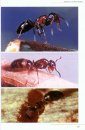 Die Ameisen Mittel- und Nordeuropas [The Ants of Central and Northern Europe]