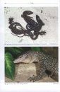 Monitor Lizards