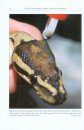 Parasitology in Snakes, Lizards and Chelonians