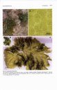 Green Seaweeds of Britain and Ireland