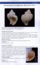A Field Guide to Molluscs of Northern Chile