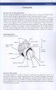 A Field Guide to Molluscs of Northern Chile