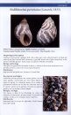 A Field Guide to Molluscs of Northern Chile