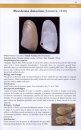 A Field Guide to Molluscs of Northern Chile
