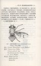 Ceratitis & Rhagoletis [Chinese]