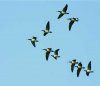 Flight of the Wild Geese