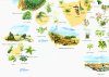 Flora der Kanarischen Inseln: Illustrierte Karte und Buch [Flora of the Canary Islands: Ilustrated Map and Book]