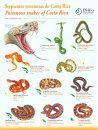 Poisonous Snakes of Costa Rica / Serpientes Venenosas de Costa Rica
