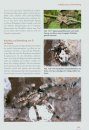 Ornamentvogelspinnen: Die Gattung Poecilotheria