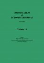 Colour Atlas of Ectomycorrhizae, Part 14 + Descriptions of Ecthomycorrhizae Vol. 11/12 