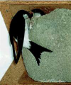 9A Schwegler House Martin Nest