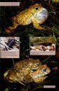 Britain's Reptiles and Amphibians