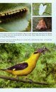 The Golden Oriole