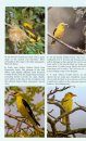 The Golden Oriole