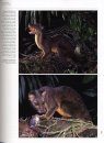 Handbook of the Mammals of the World, Volume 1: Carnivores