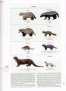 Handbook of the Mammals of the World, Volume 1: Carnivores