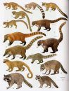 Handbook of the Mammals of the World, Volume 1: Carnivores