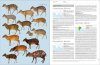 Handbook of the Mammals of the World, Volume 2: Hoofed Mammals