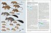 Handbook of the Mammals of the World, Volume 5: Monotremes and Marsupials