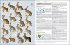 Handbook of the Mammals of the World, Volume 6: Lagomorphs and Rodents I