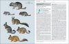 Handbook of the Mammals of the World, Volume 6: Lagomorphs and Rodents I
