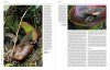 Handbook of the Mammals of the World, Volume 8: Insectivores, Sloths and Colugos