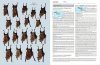 Handbook of the Mammals of the World, Volume 9: Bats