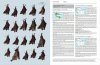 Handbook of the Mammals of the World, Volume 9: Bats