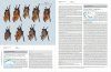 Handbook of the Mammals of the World, Volume 9: Bats