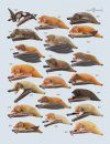 Handbook of the Mammals of the World, Volume 9: Bats
