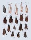 Handbook of the Mammals of the World, Volume 9: Bats
