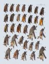 Handbook of the Mammals of the World, Volume 9: Bats