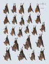 Handbook of the Mammals of the World, Volume 9: Bats