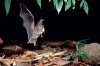 Handbook of the Mammals of the World, Volume 9: Bats