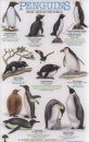 Penguins From Around the World