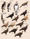Handbook of the Birds of the World, Volume 2: New World Vultures to Guineafowl