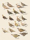 Handbook of the Birds of the World, Volume 4: Sandgrouse to Cuckoos