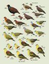 Handbook of the Birds of the World, Volume 4: Sandgrouse to Cuckoos