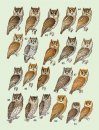 Handbook of the Birds of the World, Volume 5: Barn Owls to Hummingbirds