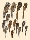 Handbook of the Birds of the World, Volume 5: Barn Owls to Hummingbirds