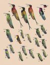 Handbook of the Birds of the World, Volume 5: Barn Owls to Hummingbirds