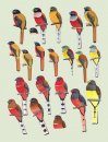 Handbook of the Birds of the World, Volume 6: Mousebirds to Hornbills
