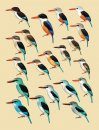 Handbook of the Birds of the World, Volume 6: Mousebirds to Hornbills