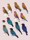 Handbook of the Birds of the World, Volume 6: Mousebirds to Hornbills