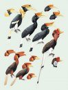 Handbook of the Birds of the World, Volume 6: Mousebirds to Hornbills