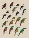 Handbook of the Birds of the World, Volume 7: Jacamars to Woodpeckers