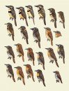 Handbook of the Birds of the World, Volume 7: Jacamars to Woodpeckers
