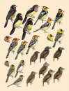 Handbook of the Birds of the World, Volume 7: Jacamars to Woodpeckers